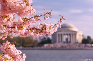 Pink cherry blossoms in front of the Jefferson Memorial in Washington. D.C.