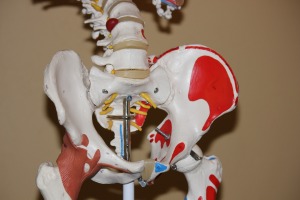 Graphic shows a three dimensional model of the bones of the lower part of the spine, hips, and pelvis.