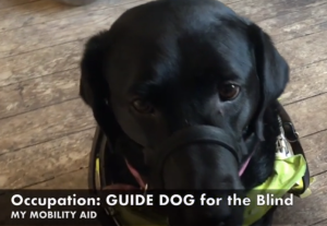 Frame from a vlog that shows a black guide dog and says "Occupation: guide dog for the blind my mobility aid."